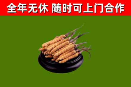 石河子烟酒回收冬虫夏草.jpg